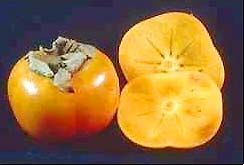 柿子 从水果到家具的奇妙跨界